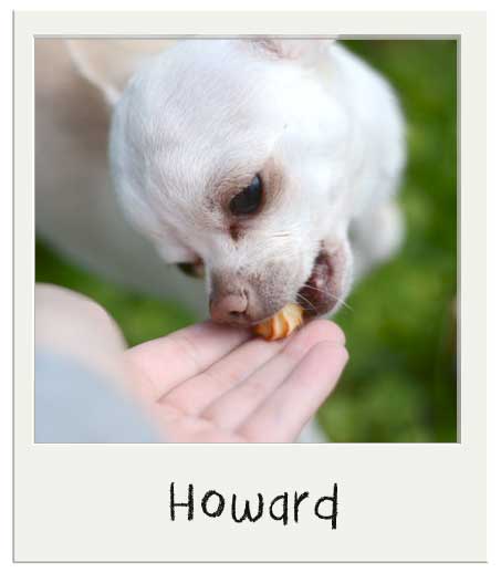 Howard aime nos Mini friandises pour chiens Parmesan